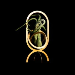 Fundamental Berlin Air Trophy Plant Holder, Brass -FINISH DESIGN SHOP AIR TROPHY black