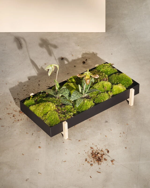 Design House Stockholm Botanic Flower Tray 6 Design House Stockholm Botanic Flower Tray - Image 4